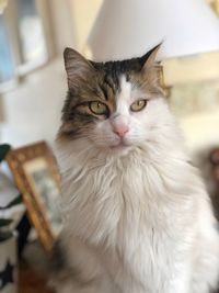 Close-up portrait of a cat at home