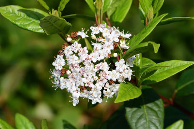 Close-up of white flowering plant