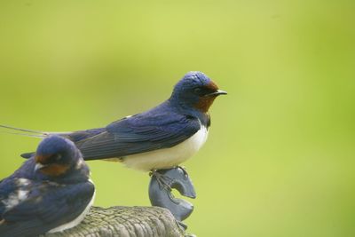 Close-up of birds perching on leaf