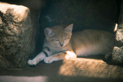 Portrait of cat sleeping