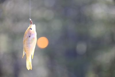 Close-up of fish