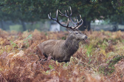 Deer on field