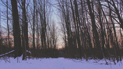 Trees on snow covered landscape against sky