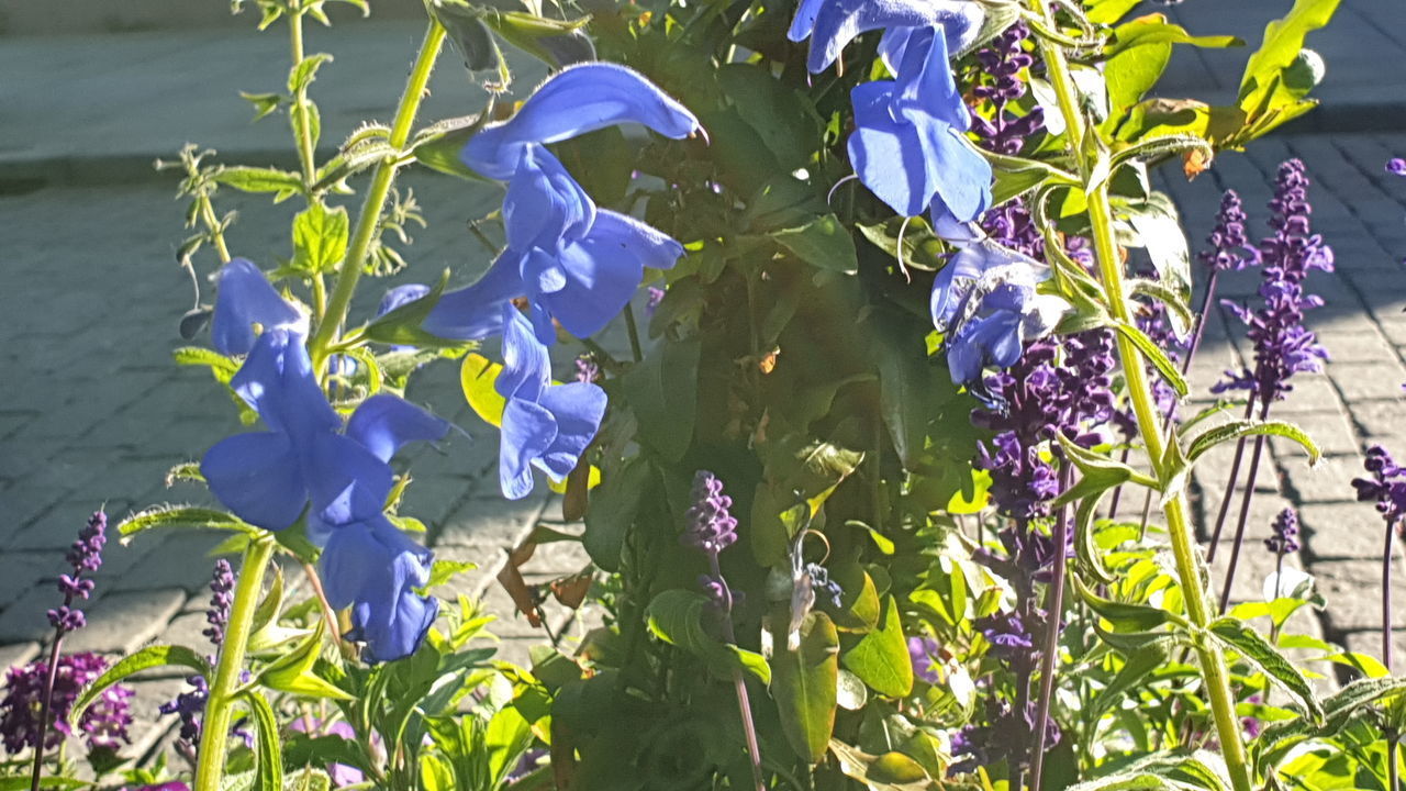 CLOSE-UP OF PURPLE FLOWERING PLANTS AGAINST BLURRED BACKGROUND