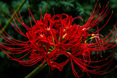 Close-up of red flowering plant