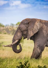 Close-up of elephant on field