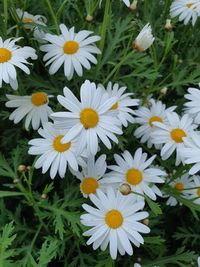 High angle view of white daisy flowers