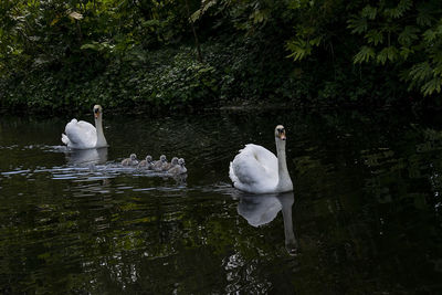 Swan floating on lake