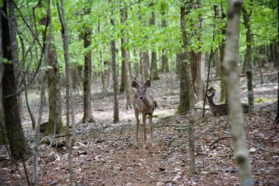 Deer in forest