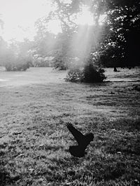 Sunlight falling on field in park