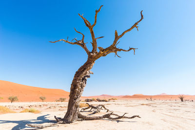 Bare tree in the desert