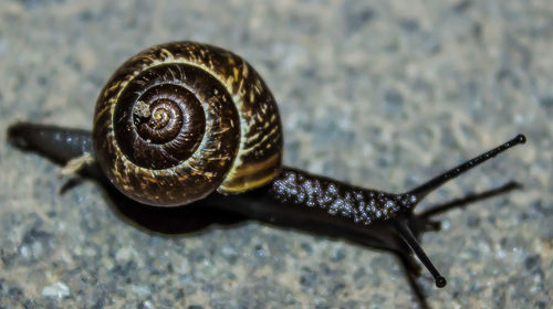 Close-up of snail on white surface