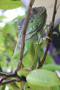 Iguanas are in the trees