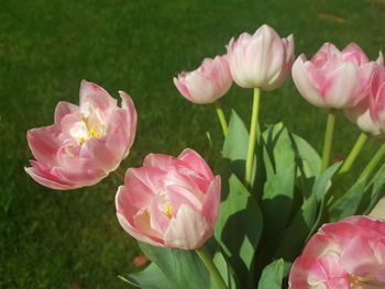 Close-up of pink roses