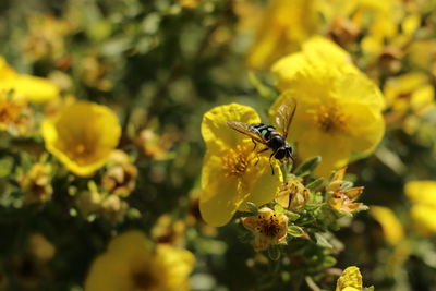 Close-up of bee pollinating on yellow flower