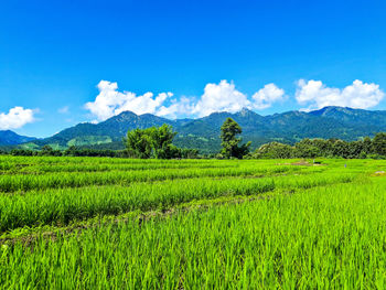 Scenic view of agricultural field against sky