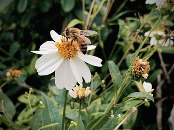 Close-up of butterfly pollinating on white flower