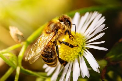 Close-up of bee on flower