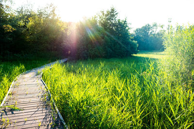 Scenic view of grassy field against bright sun