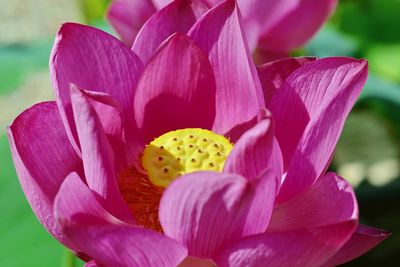 Close-up of pink lotus water lily