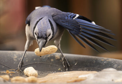 Close-up of bird perching