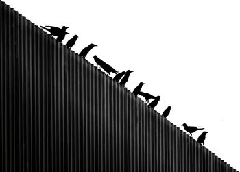 Low angle view of birds perching on corrugated iron against sky