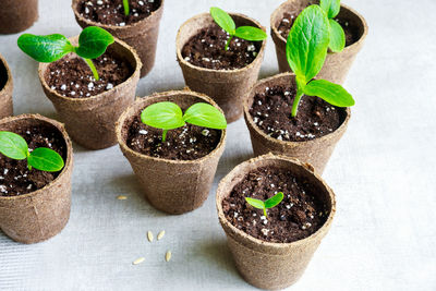 Close-up of potted plants