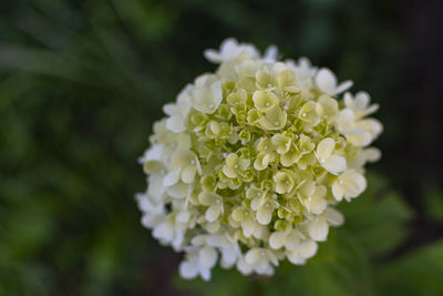 Beautiful garden hydrangea flower.