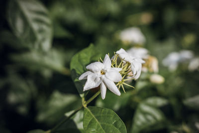 Close-up of white flowering plant