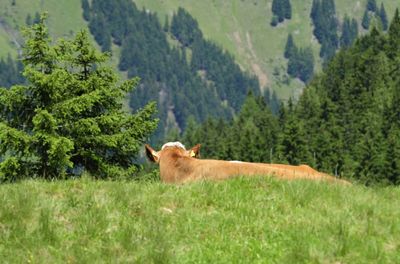 Side view of a horse on landscape