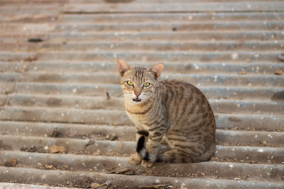 Portrait of cat sitting on staircase