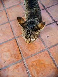 High angle view of cat on floor