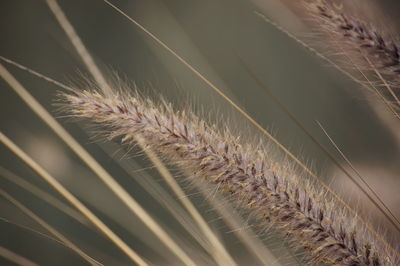 Detail shot of plants spike