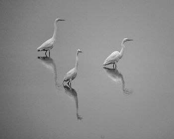 Ducks in a lake