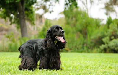 Close-up of dog sitting on grass