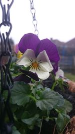 Close-up of purple flowering plant