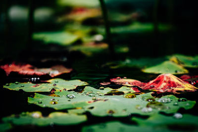 Close-up of multi colored water