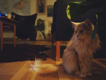 Cat sitting under a plant at home in a candid low light with the room in the background.