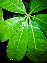 Close-up of wet plant leaves