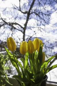 Close-up of yellow tulip