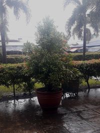 Potted plants on table in garden