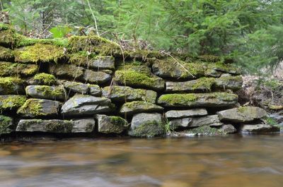 Scenic view of river in forest