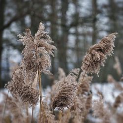 Close-up of snow on plants during winter