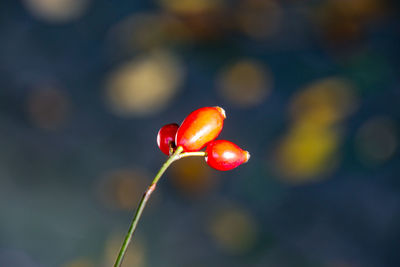 Close-up of red berries growing on plant