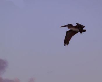 Low angle view of bird flying in sky