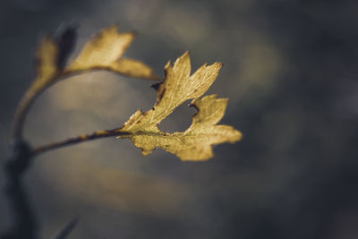 Close-up of dry leaf
