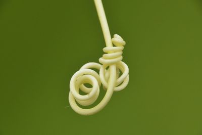 Close-up of plant spiral on green background