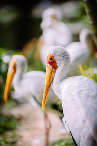 Close-up of white bird