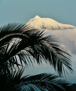 Low angle view of palm trees