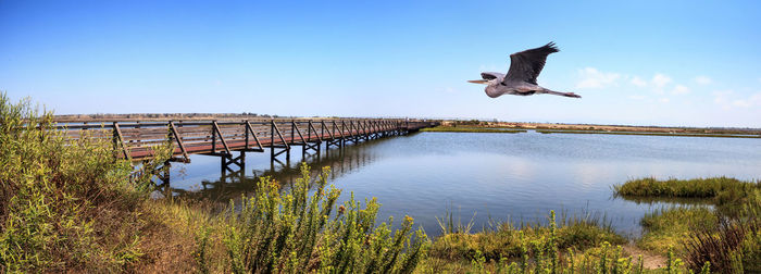 Great blue heron over a bridge along the peaceful and tranquil marsh of bolsa chica wetlands 